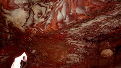 Nature Animals national geographic National