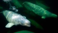 Nature Animals national geographic National