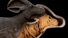 Nature Animals national geographic National