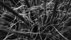 Nature Animals national geographic National