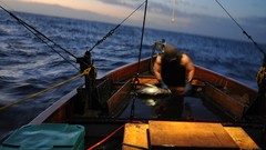 Nature Animals national geographic National