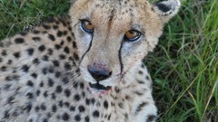 Nature Animals national geographic National