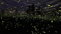 Nature Animals national geographic National