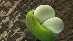 Nature Animals national geographic National