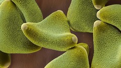 Nature Animals national geographic National