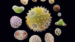 Nature Animals national geographic National