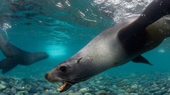 Nature Animals national geographic National