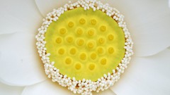 Nature Animals national geographic National