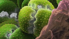 Nature Animals national geographic National