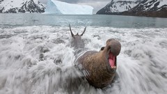 Nature Animals national geographic National