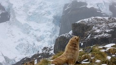 Nature Animals national geographic National