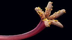 Nature Animals national geographic National