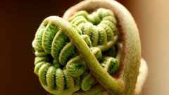 Nature Animals national geographic National