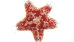 Nature Animals national geographic National