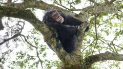 Nature Animals national geographic National