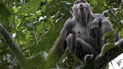 Nature Animals national geographic National