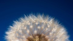 Nature Animals national geographic National