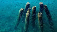 Nature Animals national geographic National