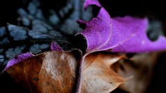 Nature Animals national geographic National