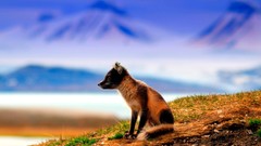 Nature Animals national geographic National