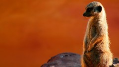 Nature Animals national geographic National