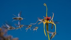 Nature Animals national geographic National