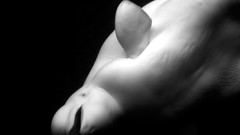 Nature Animals national geographic National