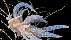 Nature Animals national geographic National