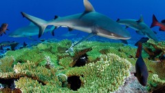 Nature Animals national geographic National