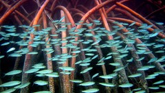 Nature Animals national geographic National