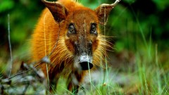 Nature Animals national geographic pigs