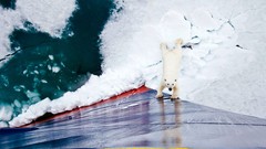 Nature Animals national geographic Polar Bears