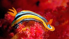 Nature Animals Nudibranchia sea slugs