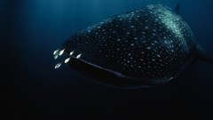 Nature Animals ocean underwater national geographic