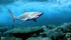 Nature Animals ocean underwater Sharks
