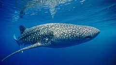 Nature Animals ocean underwater Spotted whale shark Papua New 