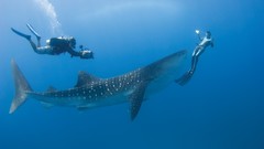 Nature Animals ocean Whales whale shark scuba diving