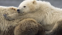 Nature Animals old Alaska national park male mother grizzly 