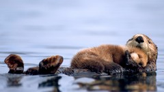 Nature Animals Otters