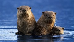Nature Animals Otters