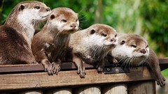 Nature Animals Otters