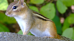 Nature Animals outdoors chipmunks