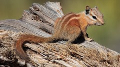 Nature Animals outdoors chipmunks
