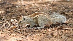 Nature Animals outdoors chipmunks