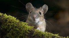 Nature Animals outdoors mice