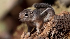 Nature Animals outdoors squirrels