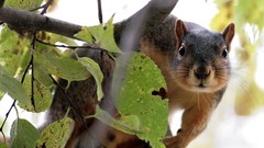 Nature Animals outdoors squirrels