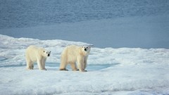 Nature Animals pair Polar Bears snow landscapes
