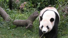 Nature Animals panda bears