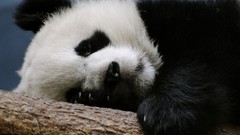 Nature Animals panda bears